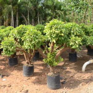 Ficus Panda Topiary 2