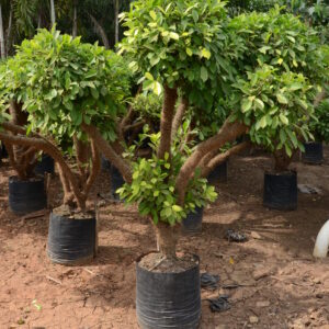 Ficus Panda Topiary
