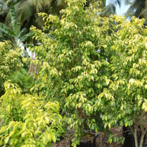 Ficus Prestige 2
