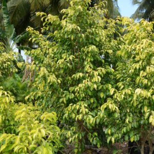 Ficus Prestige