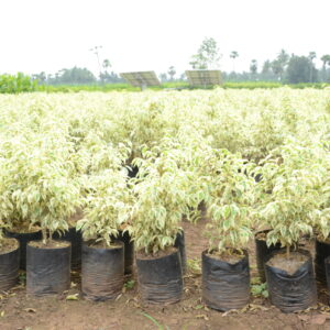 Ficus Starlight 2