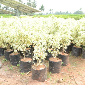 Ficus Starlight 3