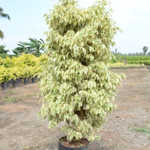 Ficus Starlight