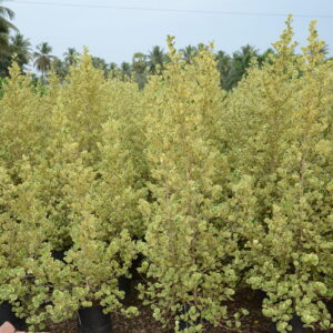 Ficus Traingularis 2