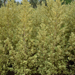 Ficus Traingularis