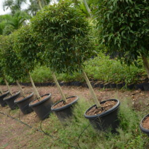 Ficus