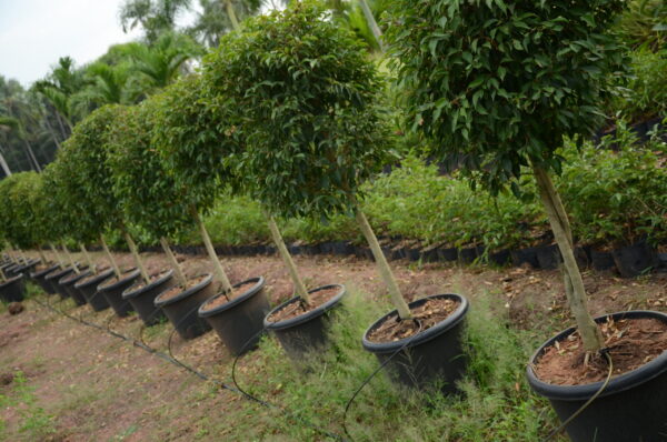 Ficus