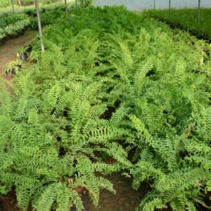 Fishtail Fern 2