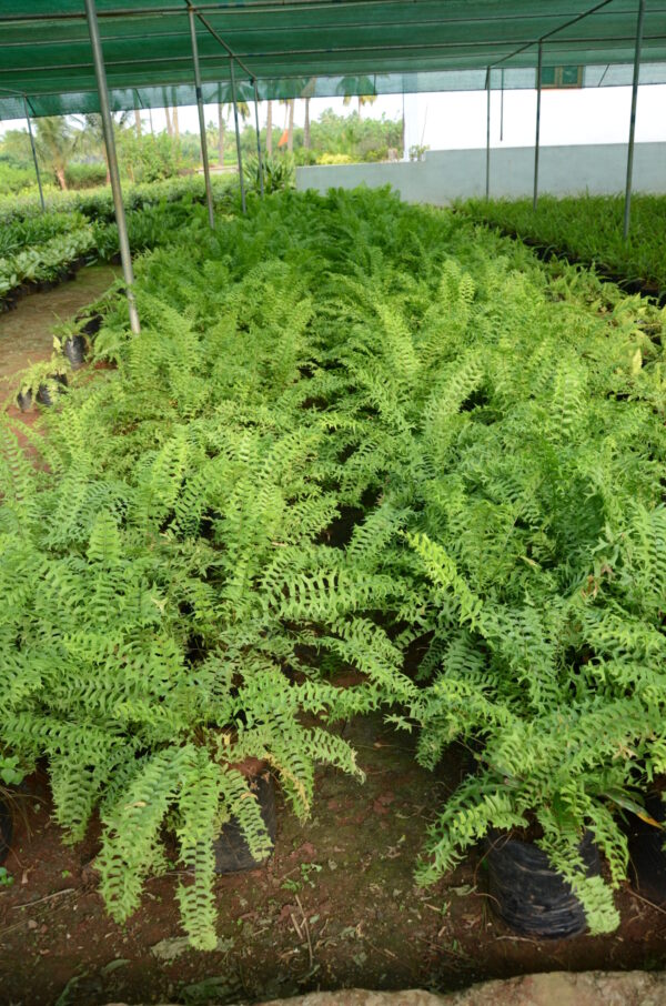 Fishtail Fern 2