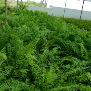 Fishtail Fern 3