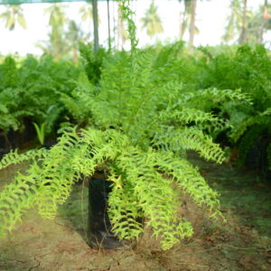 Fishtail Fern 4