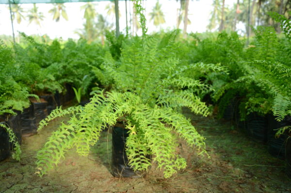 Fishtail Fern 4