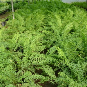 Fishtail Fern