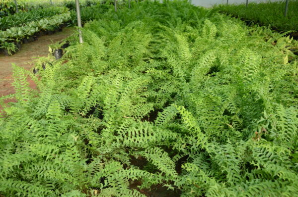 Fishtail Fern