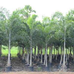 Foxtail Palm 3