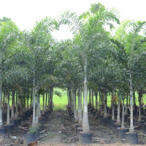 Foxtail Palm 4