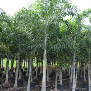 Foxtail Palm