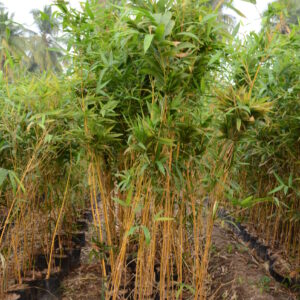 Golden Bamboo (2)