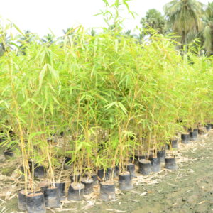 Golden Bamboo