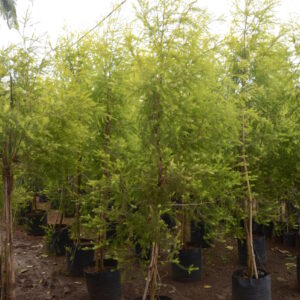 Golden Bottle Brush 4