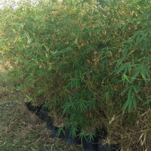 Green Bamboo