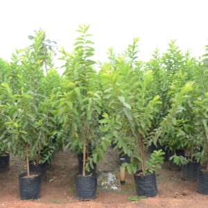 Guava 2