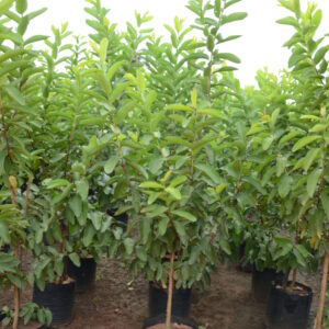 Guava
