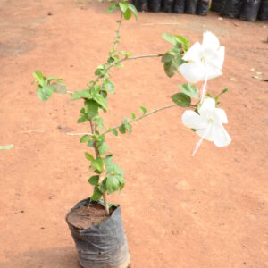 Hibiscus-1