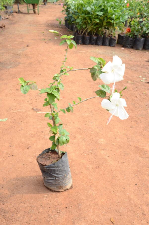 Hibiscus-1