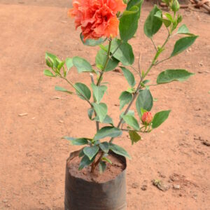 Hibiscus-10
