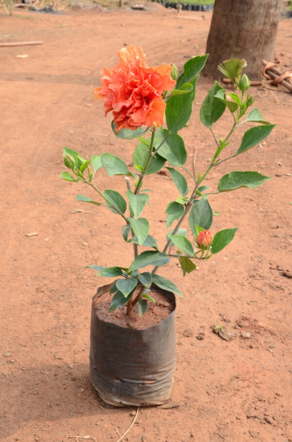 Hibiscus-10
