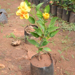 Hibiscus-11