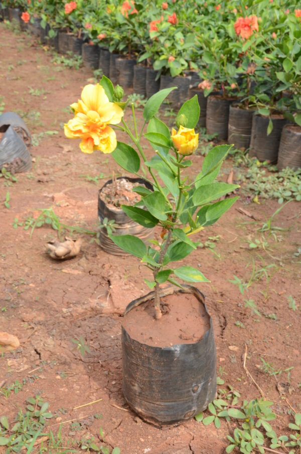 Hibiscus-11