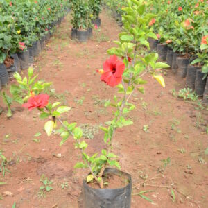 Hibiscus-12