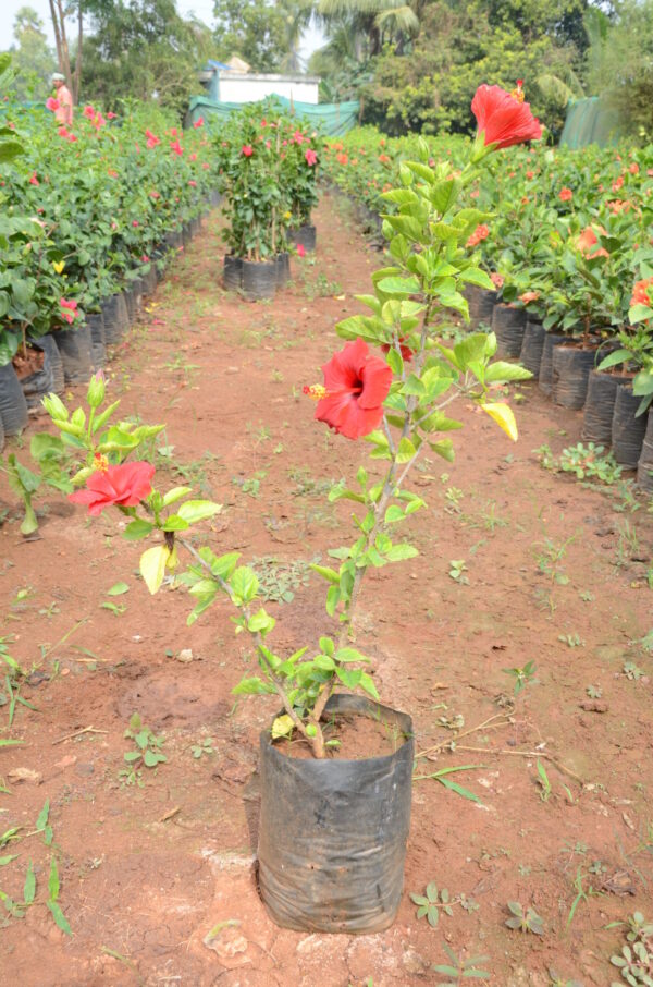 Hibiscus-12