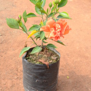Hibiscus-2