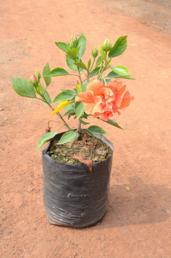 Hibiscus-2