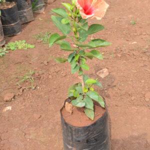 Hibiscus-3