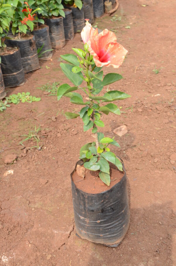 Hibiscus-3