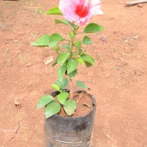 Hibiscus-4