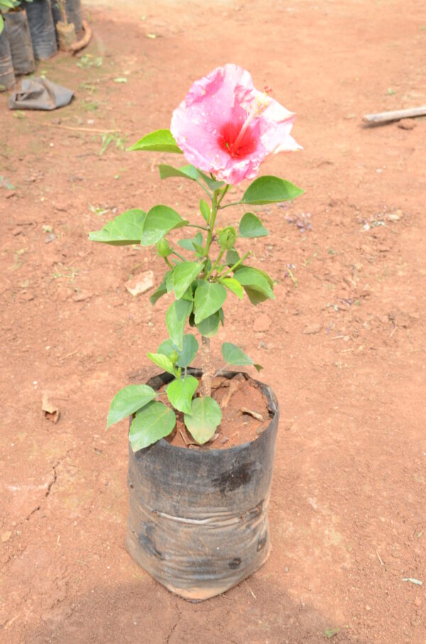 Hibiscus-4