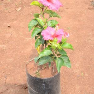 Hibiscus-5