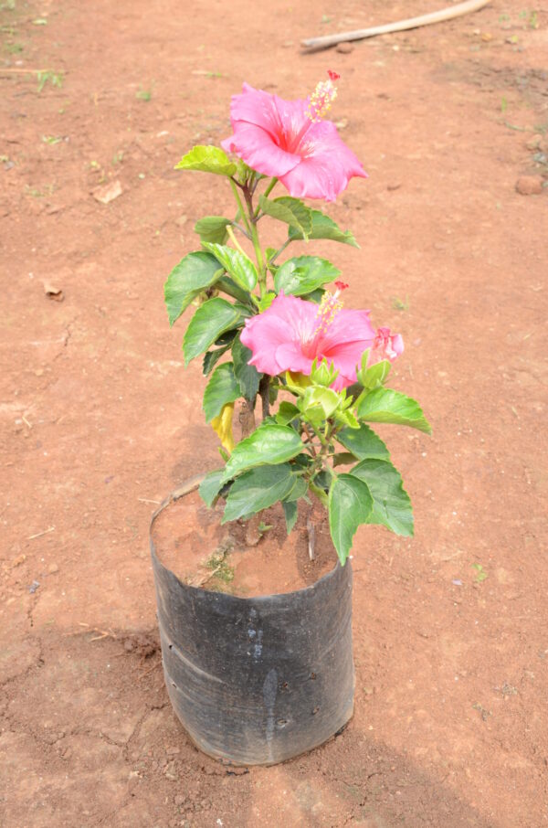 Hibiscus-5