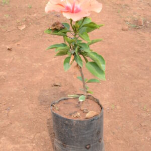Hibiscus-6