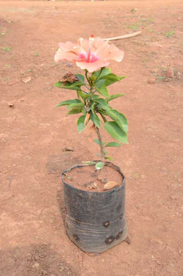 Hibiscus-6