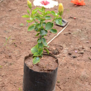 Hibiscus-7