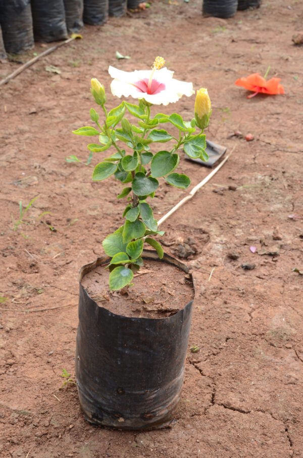 Hibiscus-7