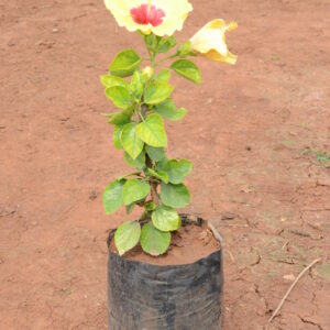 Hibiscus-8