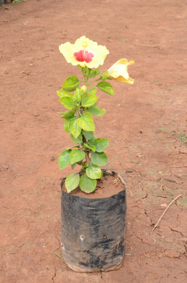 Hibiscus-8