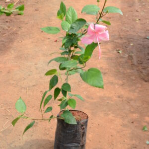 Hibiscus-9